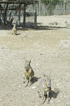 Small kangaroos