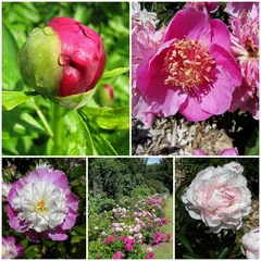 Papier peint photo Pivoines pivoines  © CB94