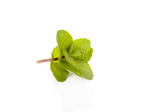 Mint twig isolated on white background