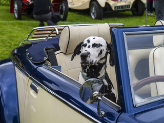 Is that a dog driving that car