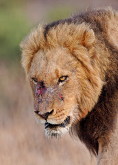 Wounded male lion