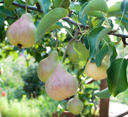 Pears on branch.