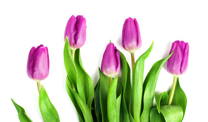 Violet tulips border, isolated.