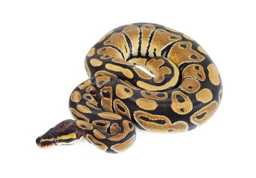 Beautiful Python