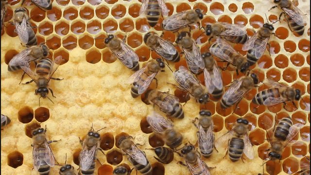 Work bees in hive