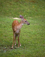 Turning fawn