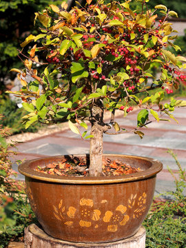 Bonsaibaum im Keramiktopf