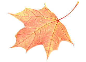 leaves with drops of water (isolated)