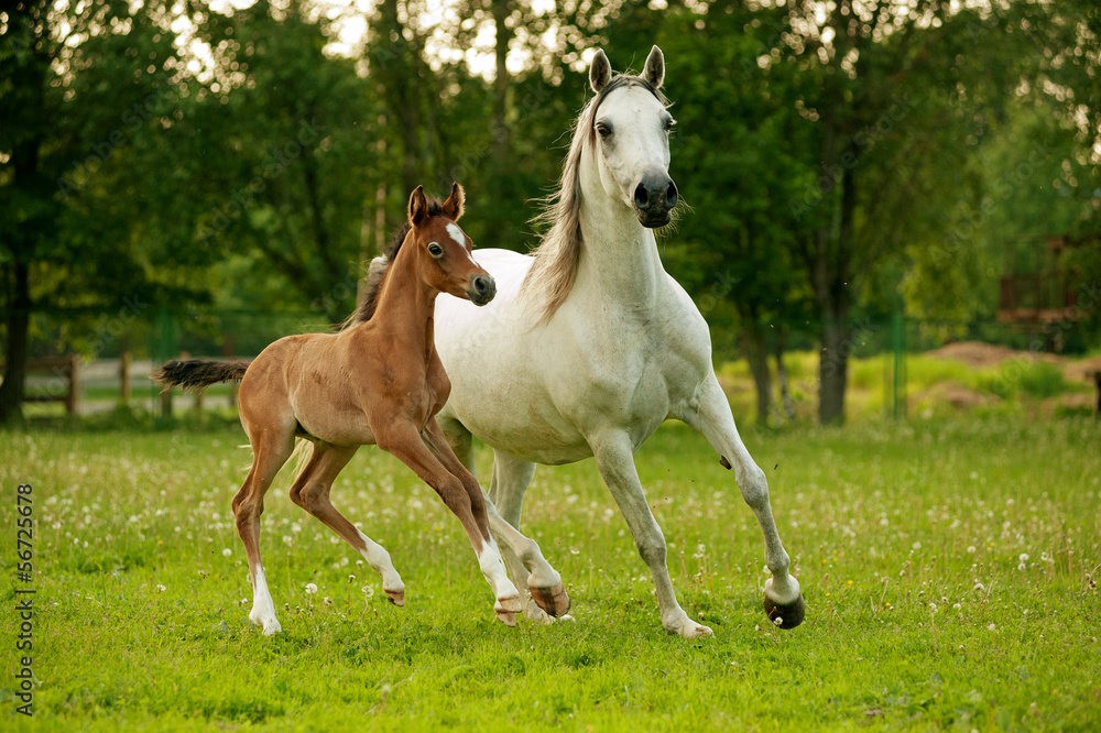 Wall mural Mother and Baby Arabian Horses running