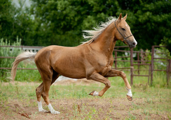 Naklejka na ściany i meble golden palomino akhal-teke horse runs free