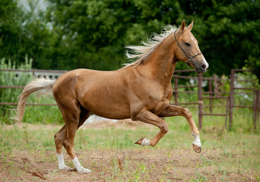 golden palomino akhal-teke horse runs free