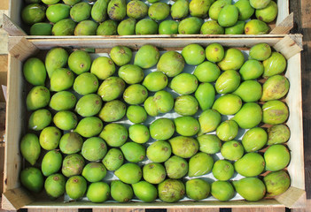 Green figs