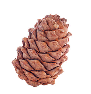 Cedar cone