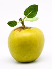 yellow apple