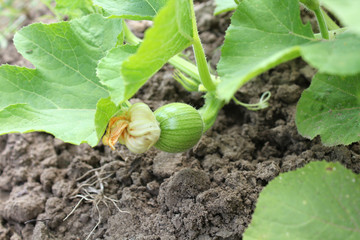 Pumpkin plant