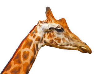 Giraffa primo piano isolata su sfondo bianco