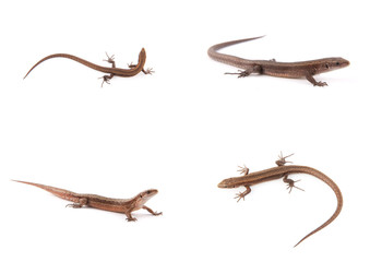Set of small lizards on white