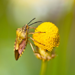 Green Shield Bug sitting on Chamomile