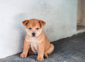 a cute chubby little puppy