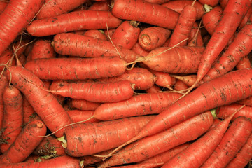 Урожай моркови