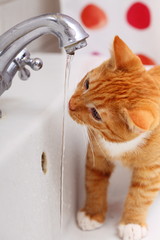Animals at home red cat pet kitty drinking water in bathroom