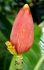 banana flower