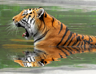 Obraz na płótnie Canvas Tygrys syberyjski w wodzie