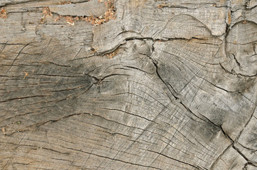 Wood texture