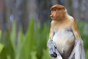 Fototapeta premium Proboscis monkey