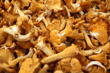 Pfifferlinge
