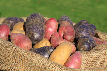 Alte Kartoffelsorten