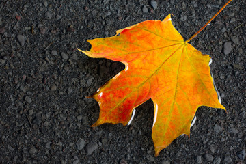 Wet maple leaf on the asphalt