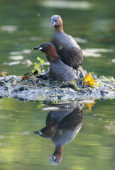 Little grebe, Tachybaptus ruficollis