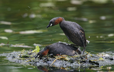 Little grebe, Tachybaptus ruficollis