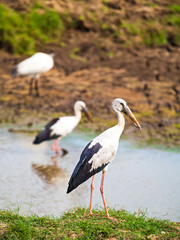 Asian Openbill standing