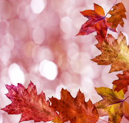 autumn leaves and bokeh
