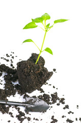 plant