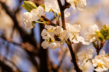 blossom cherry tree with bee