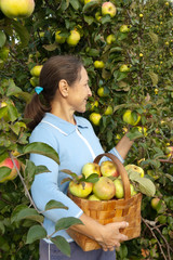 woman    picking apples