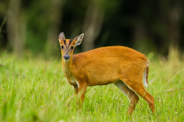 Barking deer in nature of Khao Yai National park, Thailand
