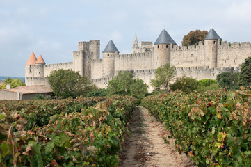 Vineyards and medieval town of Carcassonne (France)