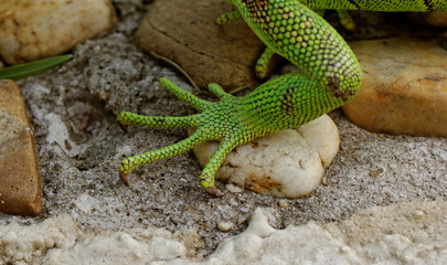 green iguana feet