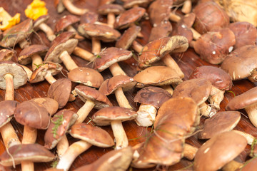  mushrooms