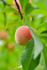 The peach, Prunus persica,