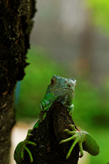 portrait about a green iguana