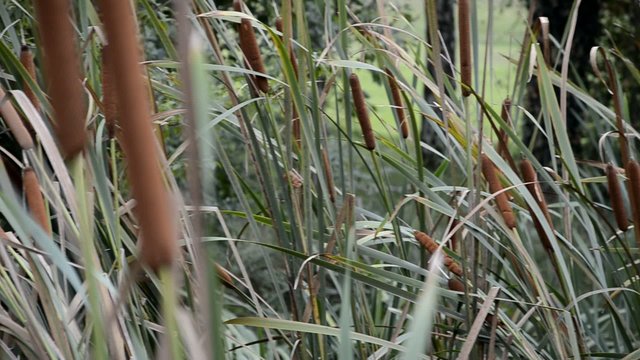 Typha latifolia
