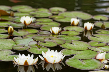 water lily on the pond