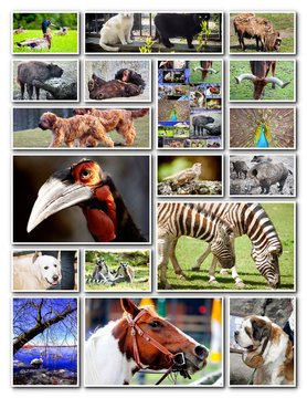 Animal collage with various species