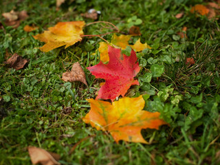 autumn leaves on the grass