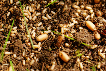 ant eggs